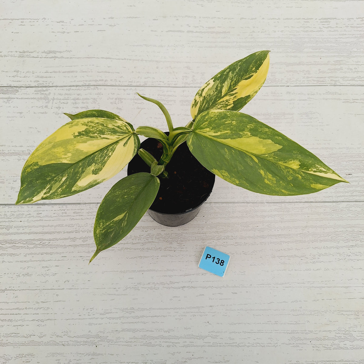 Philodendron Silver Sword Variegata