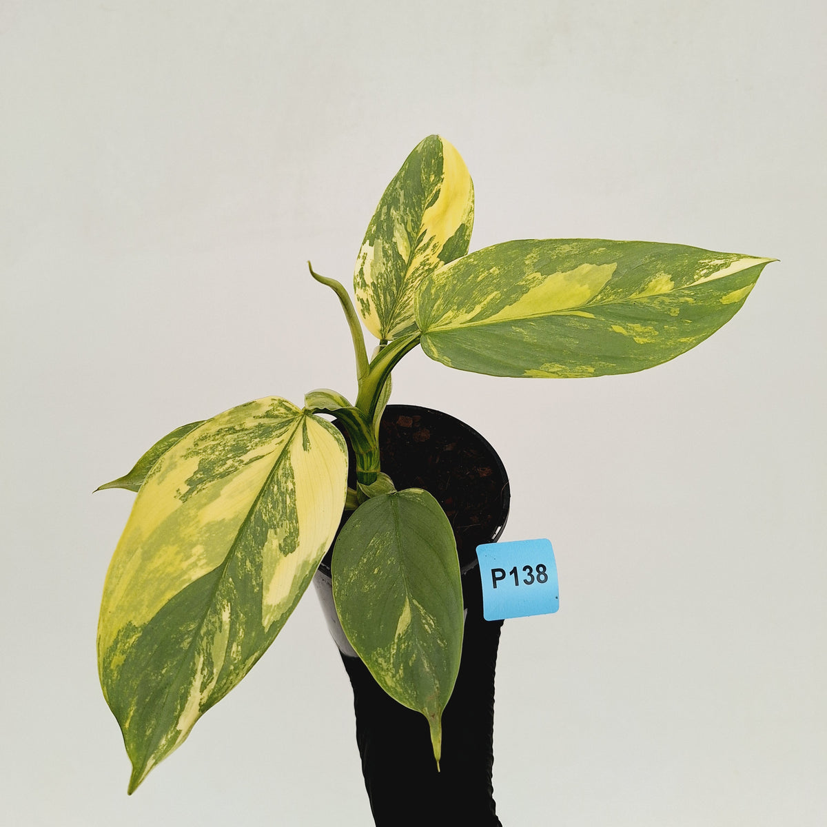 Philodendron Silver Sword Variegata
