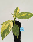 Philodendron Silver Sword Variegata