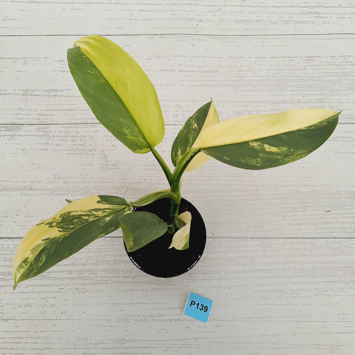 Philodendron Silver Sword Variegata