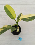 Philodendron Silver Sword Variegata