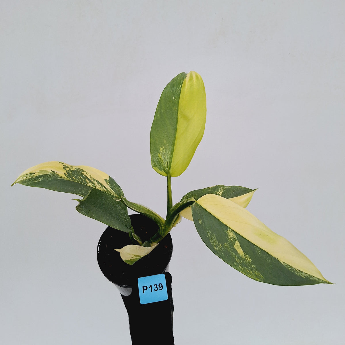 Philodendron Silver Sword Variegata
