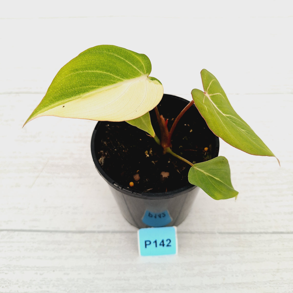 Philodendron gloriosum 'white vein' variegata - low var