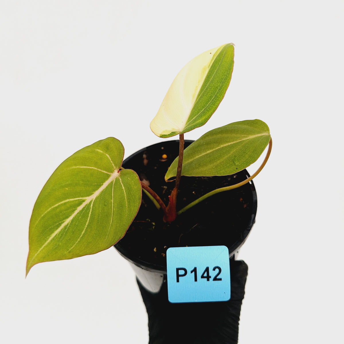 Philodendron gloriosum 'white vein' variegata - low var