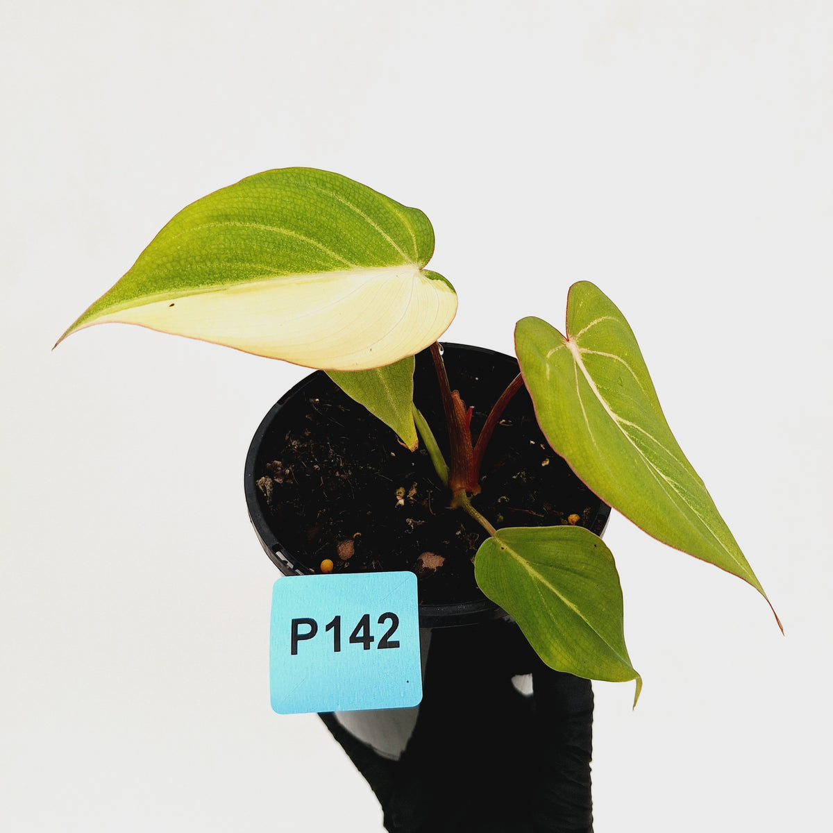 Philodendron gloriosum 'white vein' variegata - low var