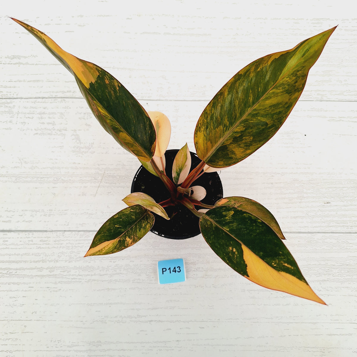 Philodendron 'Rojo Congo Variegated' 125mm - SALE