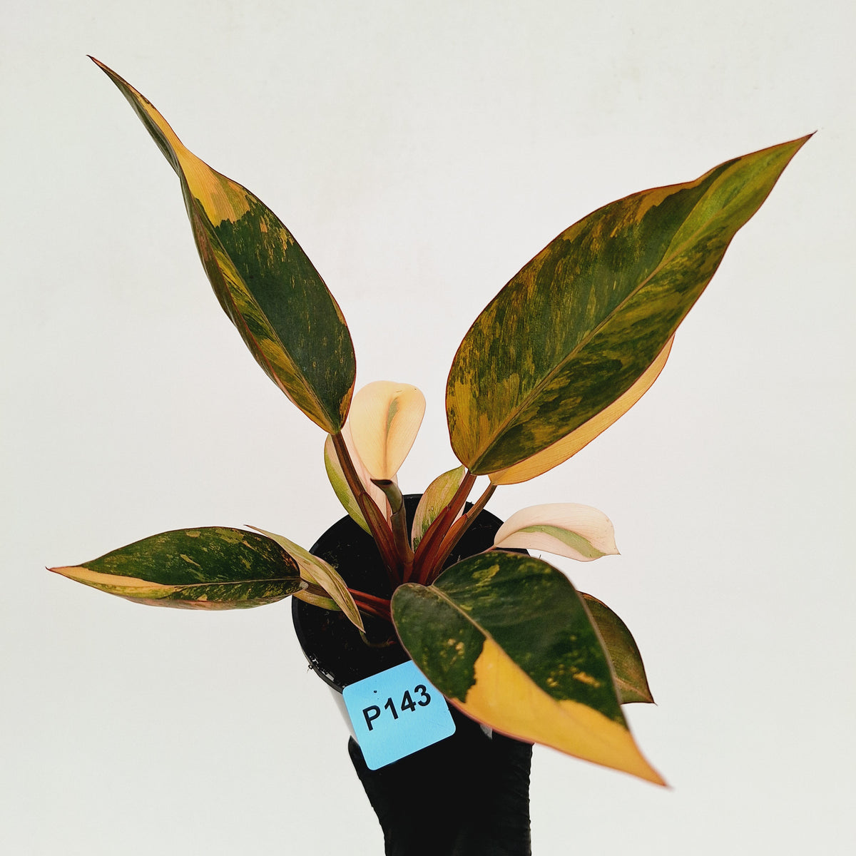 Philodendron 'Rojo Congo Variegated' 125mm - SALE