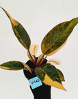 Philodendron 'Rojo Congo Variegated' 125mm - SALE