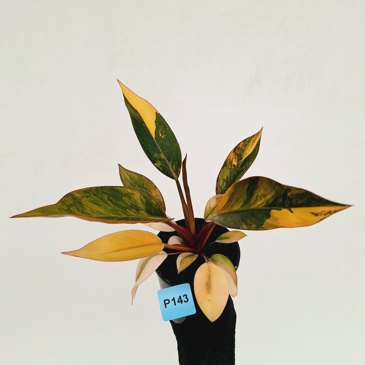 Philodendron 'Rojo Congo Variegated' 125mm - SALE