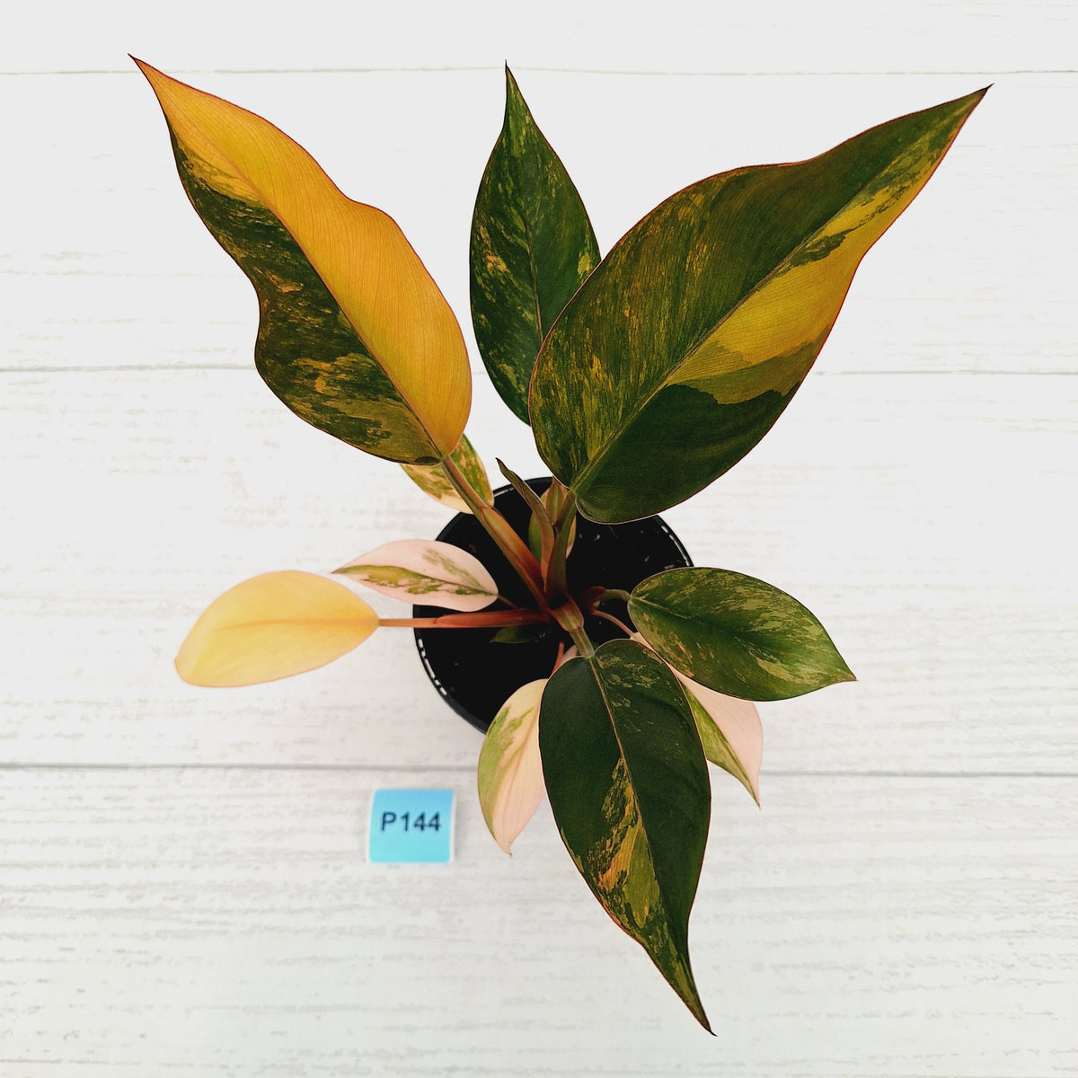 Philodendron 'Rojo Congo Variegated' 125mm - SALE