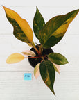 Philodendron 'Rojo Congo Variegated' 125mm - SALE