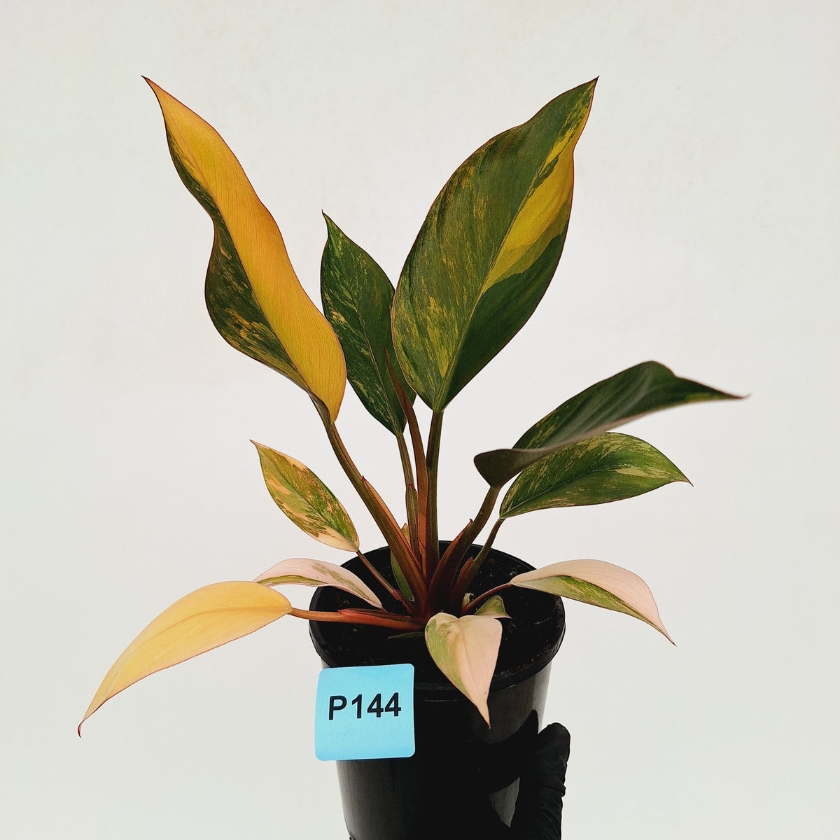 Philodendron 'Rojo Congo Variegated' 125mm - SALE