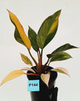 Philodendron 'Rojo Congo Variegated' 125mm - SALE