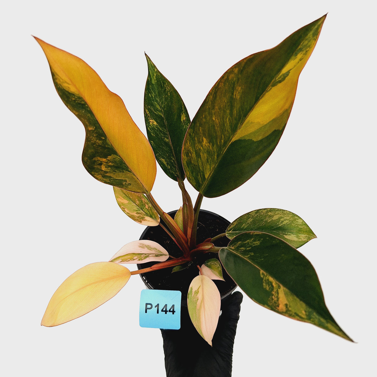 Philodendron 'Rojo Congo Variegated' 125mm - SALE