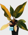 Philodendron 'Rojo Congo Variegated' 125mm - SALE