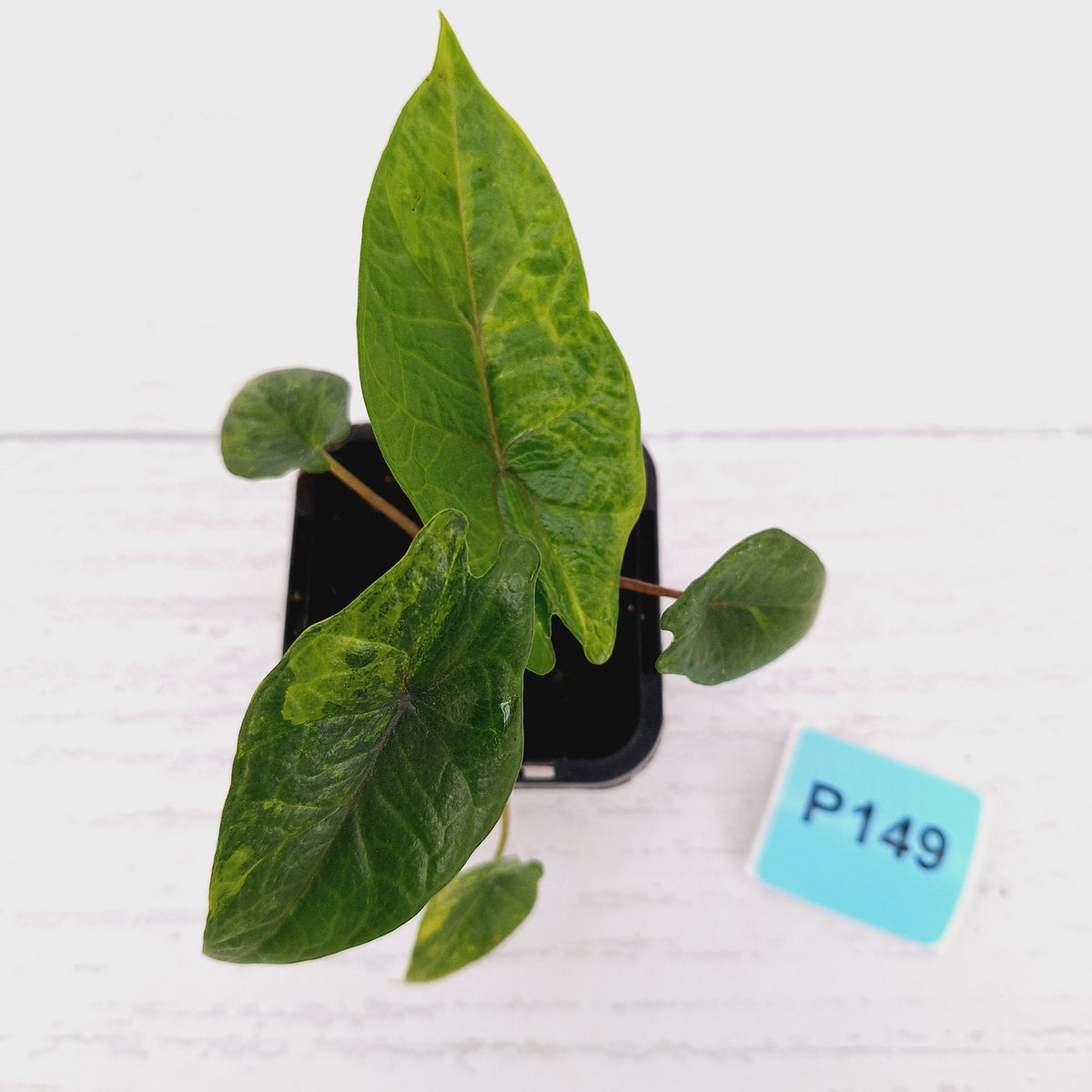 Alocasia scalprum  'Aurea' Variegata