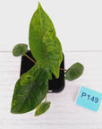 Alocasia scalprum  'Aurea' Variegata