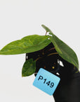 Alocasia scalprum  'Aurea' Variegata
