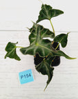 Alocasia ‘Loco’ 70mm