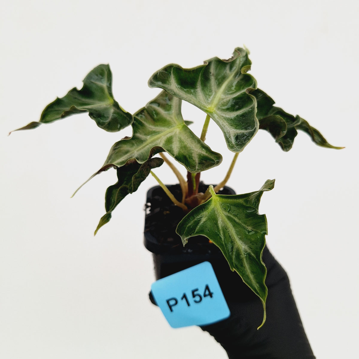 Alocasia ‘Loco’ 70mm