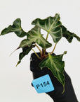 Alocasia ‘Loco’ 70mm