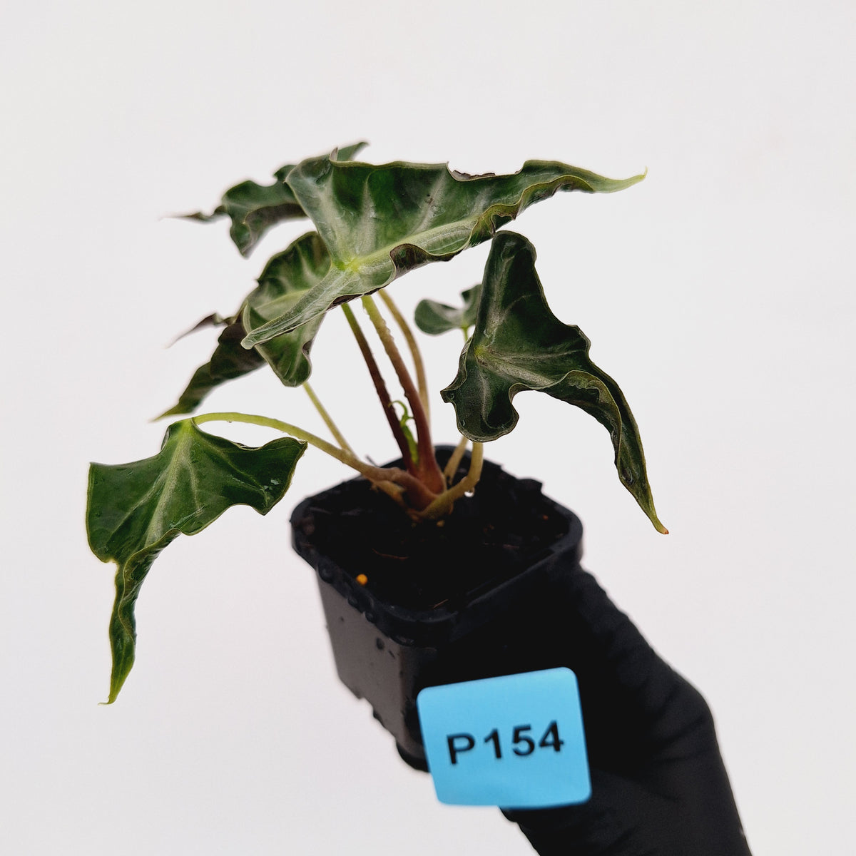 Alocasia ‘Loco’ 70mm
