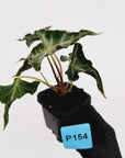 Alocasia ‘Loco’ 70mm