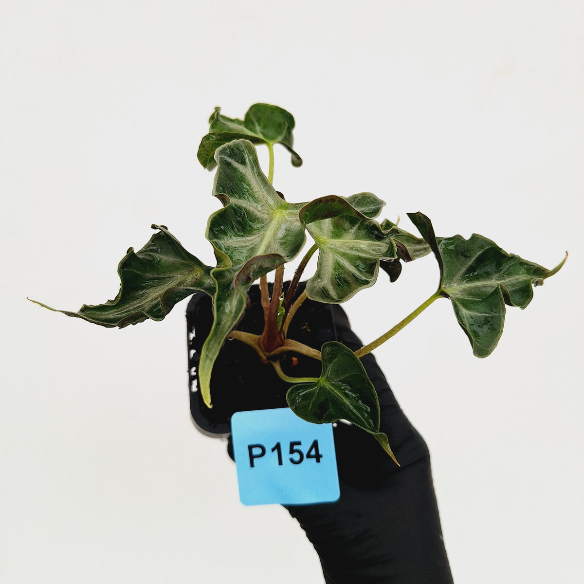 Alocasia ‘Loco’ 70mm