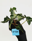 Alocasia ‘Loco’ 70mm