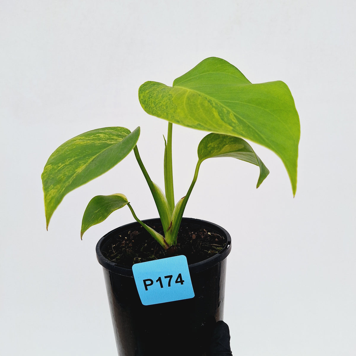Monstera borsigiana 'Aurea'