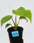 Monstera borsigiana 'Aurea'