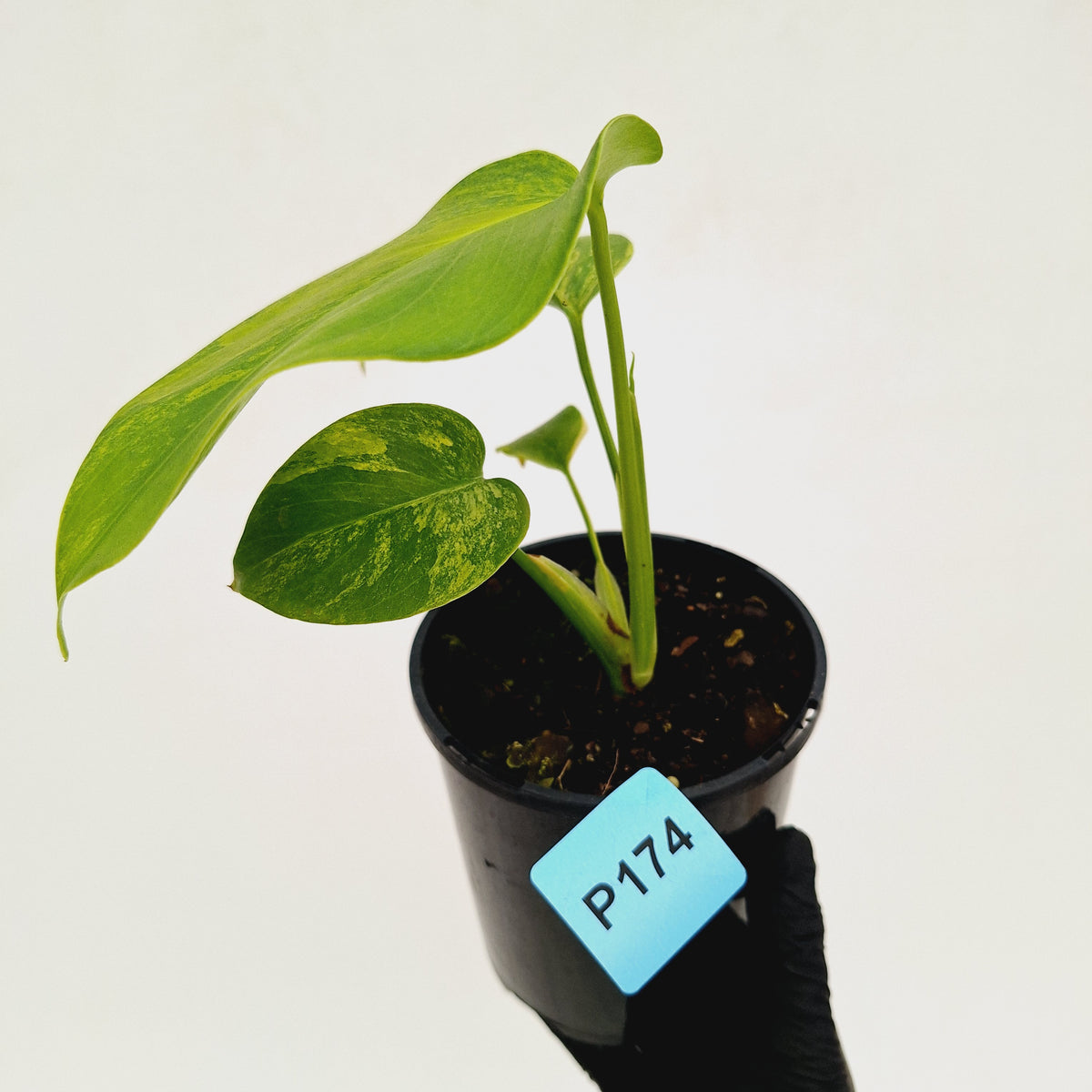 Monstera borsigiana 'Aurea'