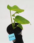 Monstera borsigiana 'Aurea'