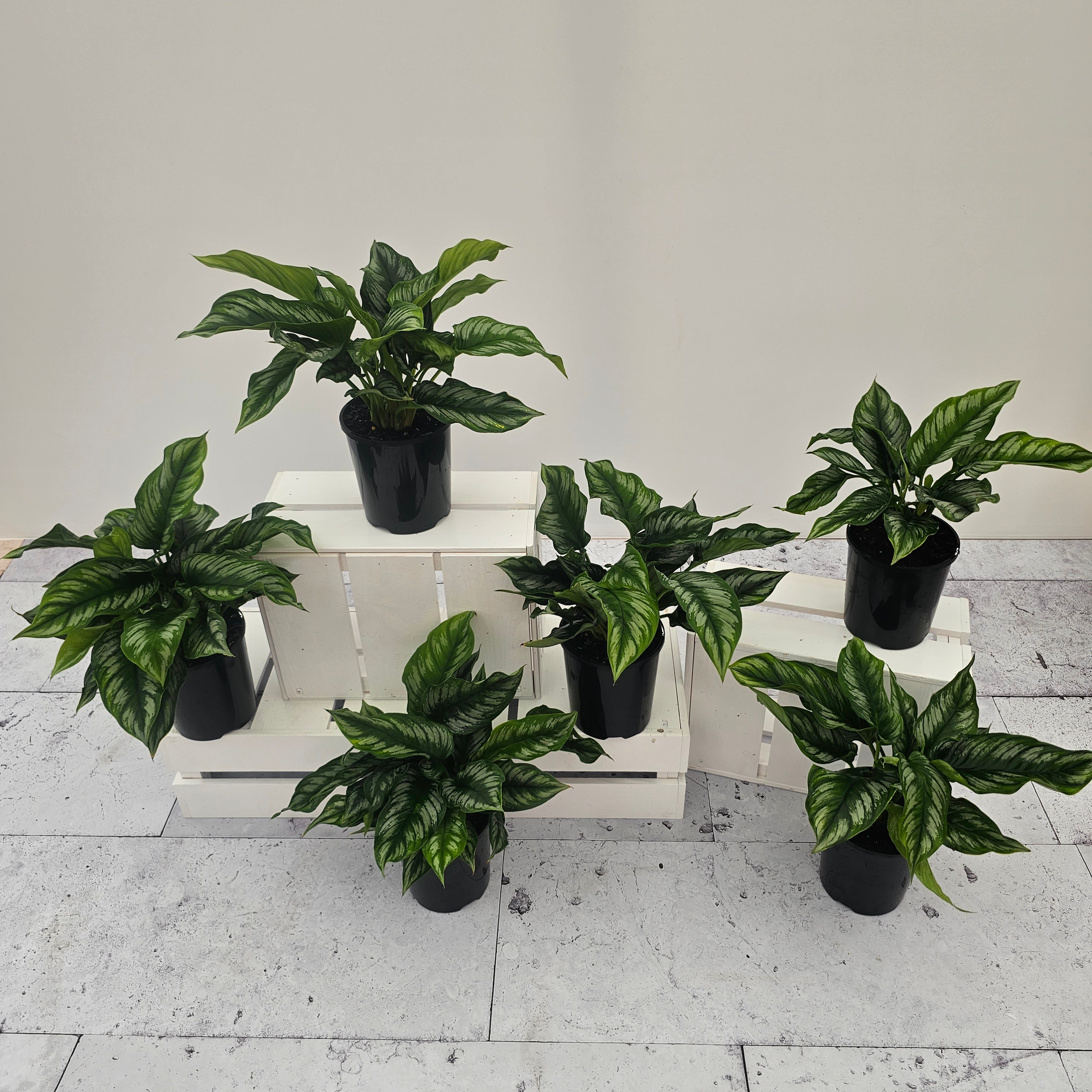 Homalomena sp Riau Sumatera – Enliven Plants