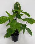 Philodendron pedatum Florida Rudolph