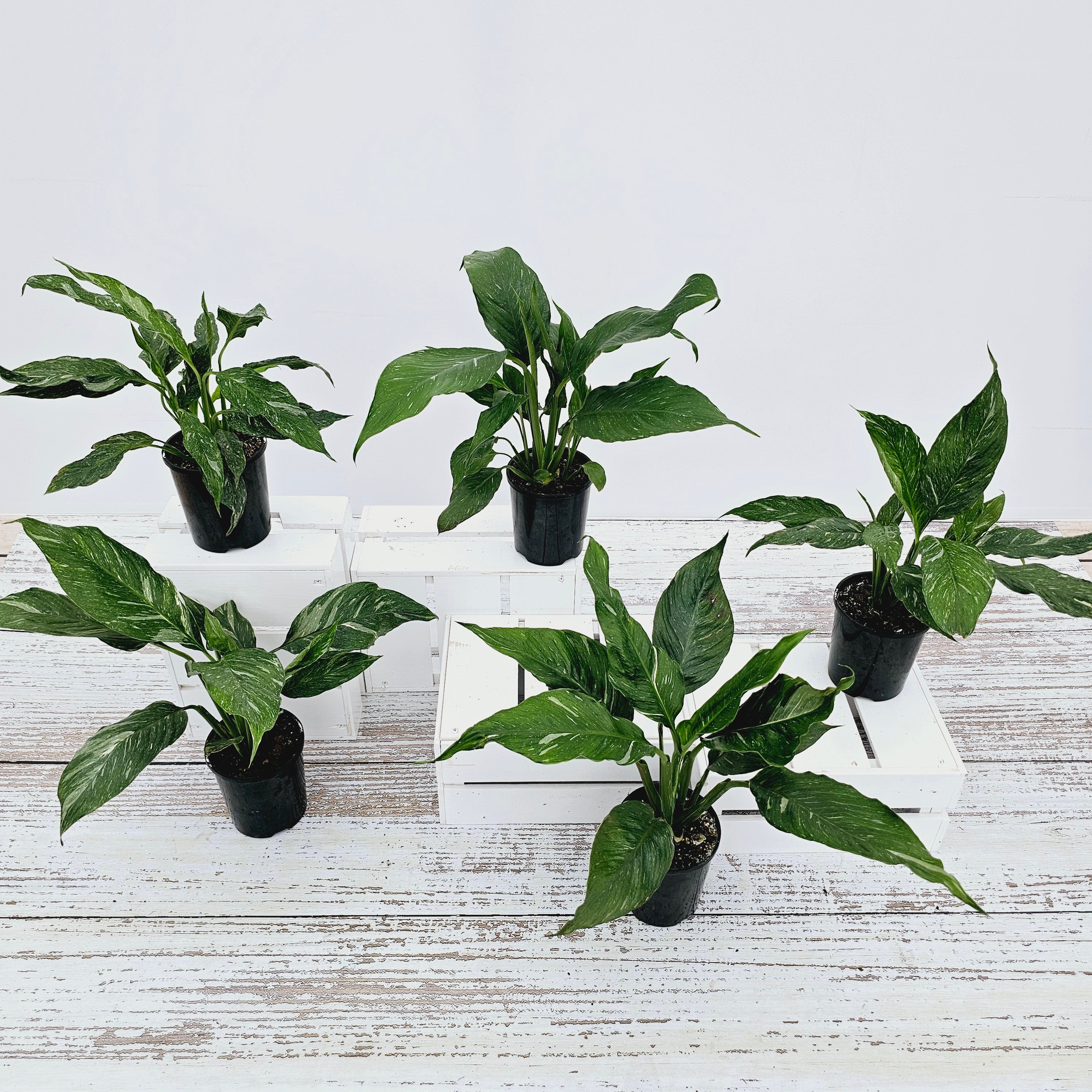 jet diamond peace lily Spathiphyllum floribundum 'Jet Diamond' – Enliven Plants