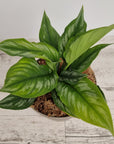 Homalomena sp Riau Sumatera
