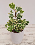 Ficus triangularis 'Albo variegata'- Bare Bottom Baby