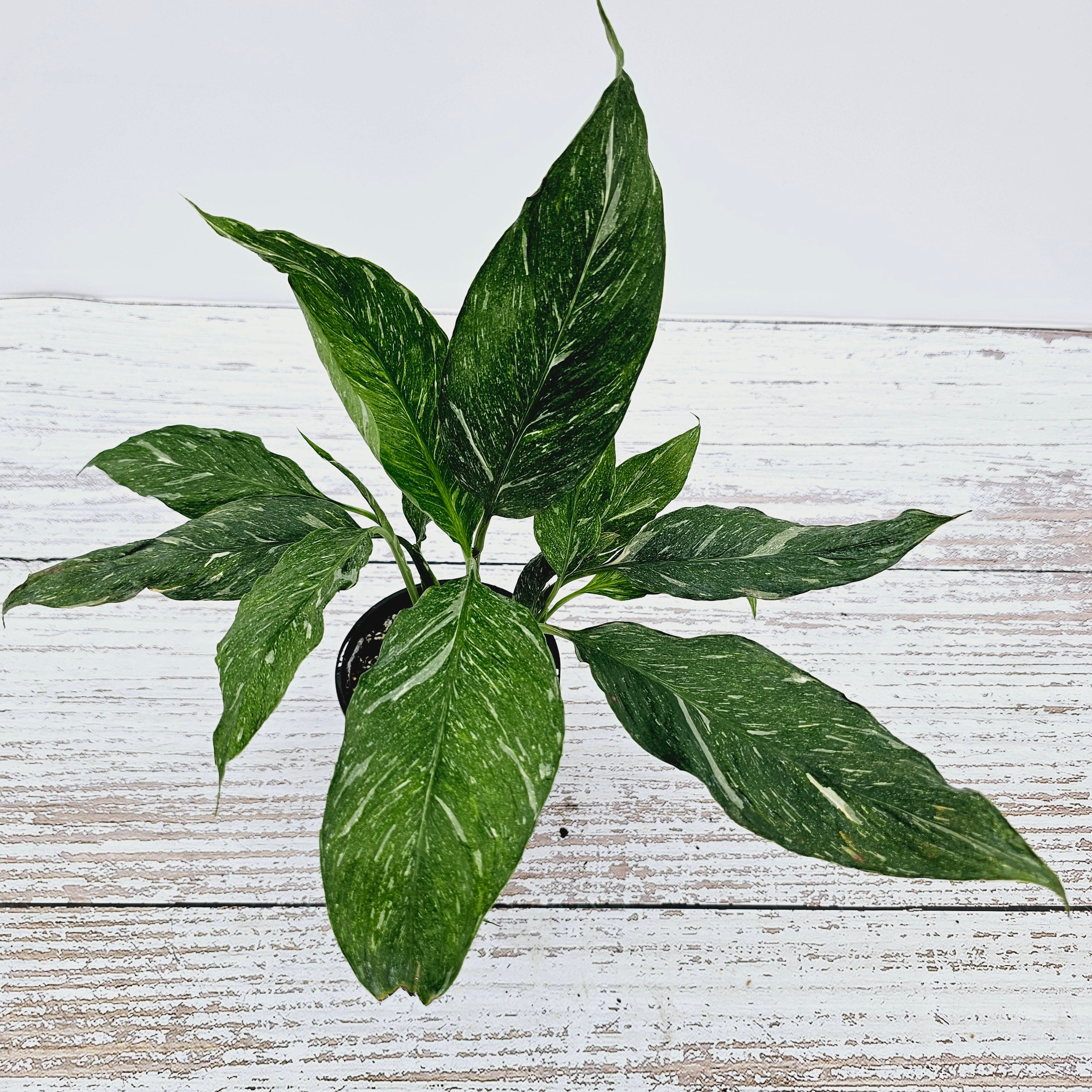 jet diamond peace lily Spathiphyllum floribundum 'Jet Diamond' – Enliven Plants