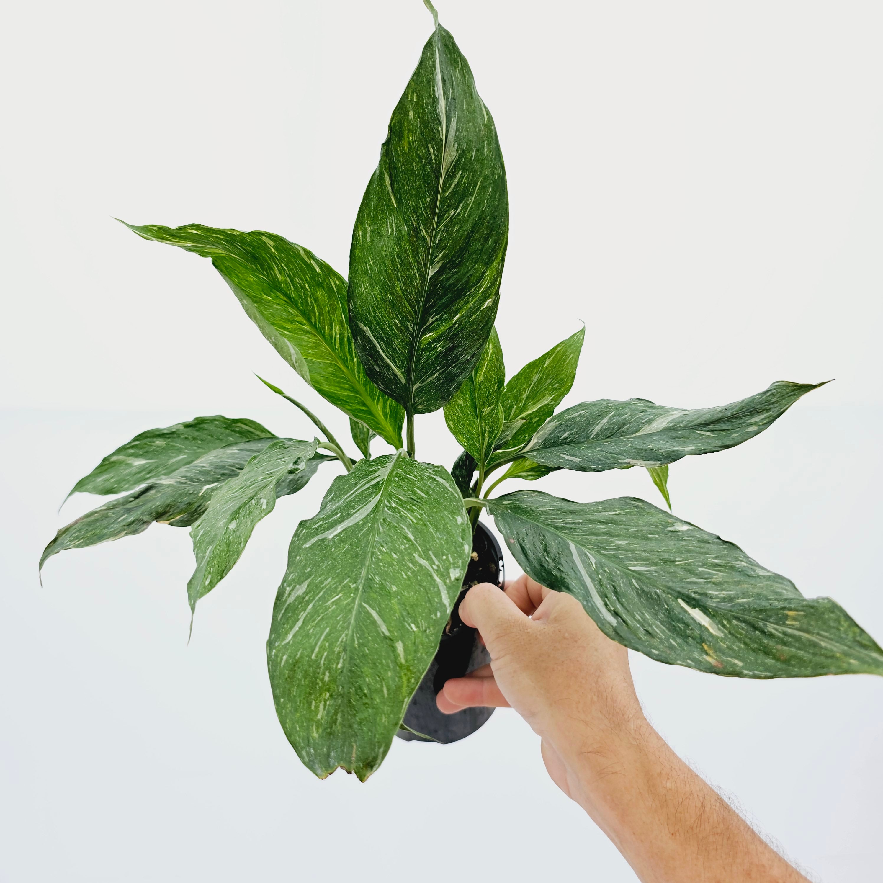 peace lily jet diamond Spathiphyllum floribundum 'Jet Diamond'