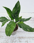 Spathiphyllum floribundum Jet Diamond