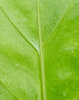 Anthurium plowmanii Wave of Love