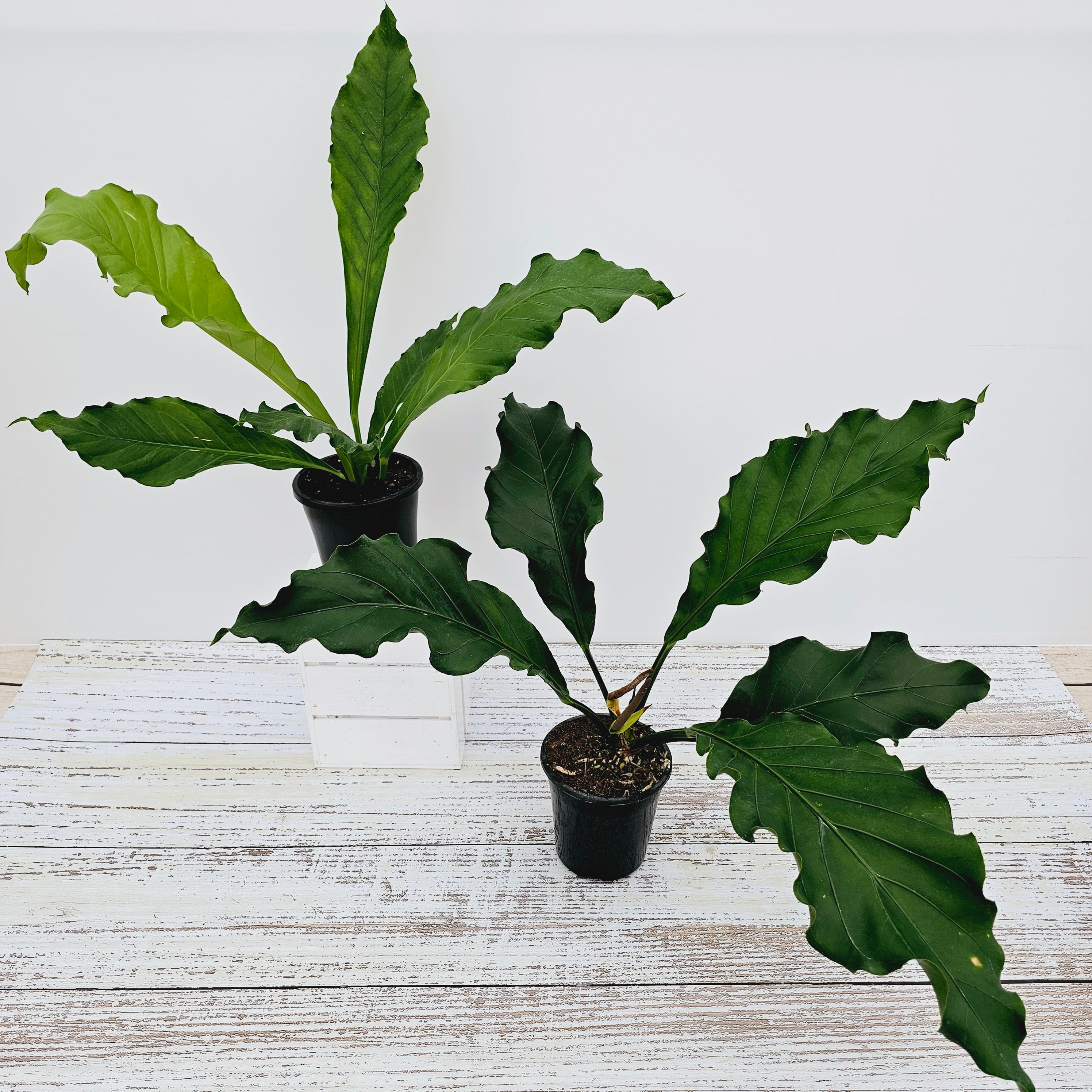Anthurium plowmanii Wave of Love