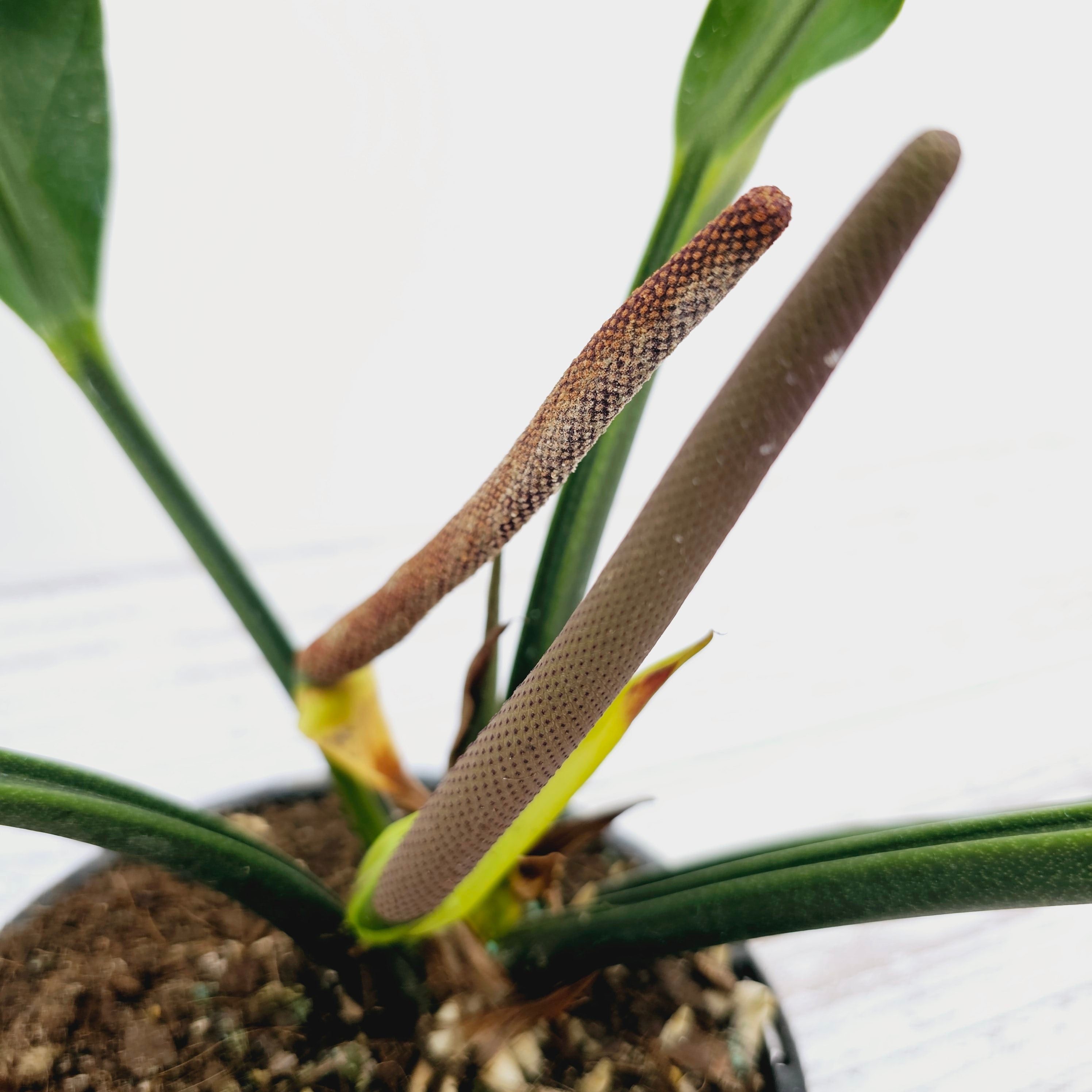 Anthurium plowmanii Wave of Love
