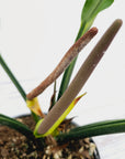 Anthurium plowmanii Wave of Love
