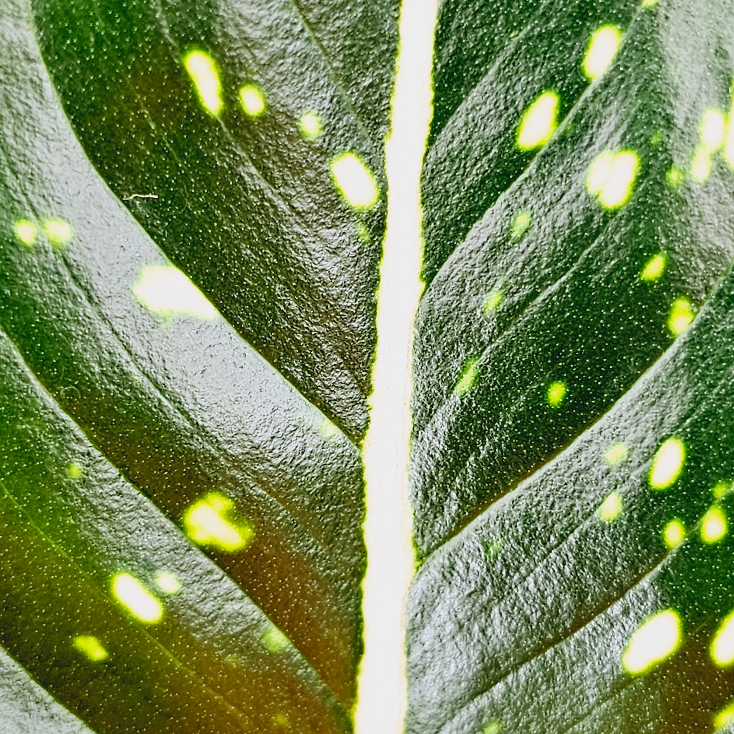Aglaonema commutatum 'Pink Dalmation'