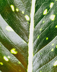 Aglaonema commutatum 'Pink Dalmation'
