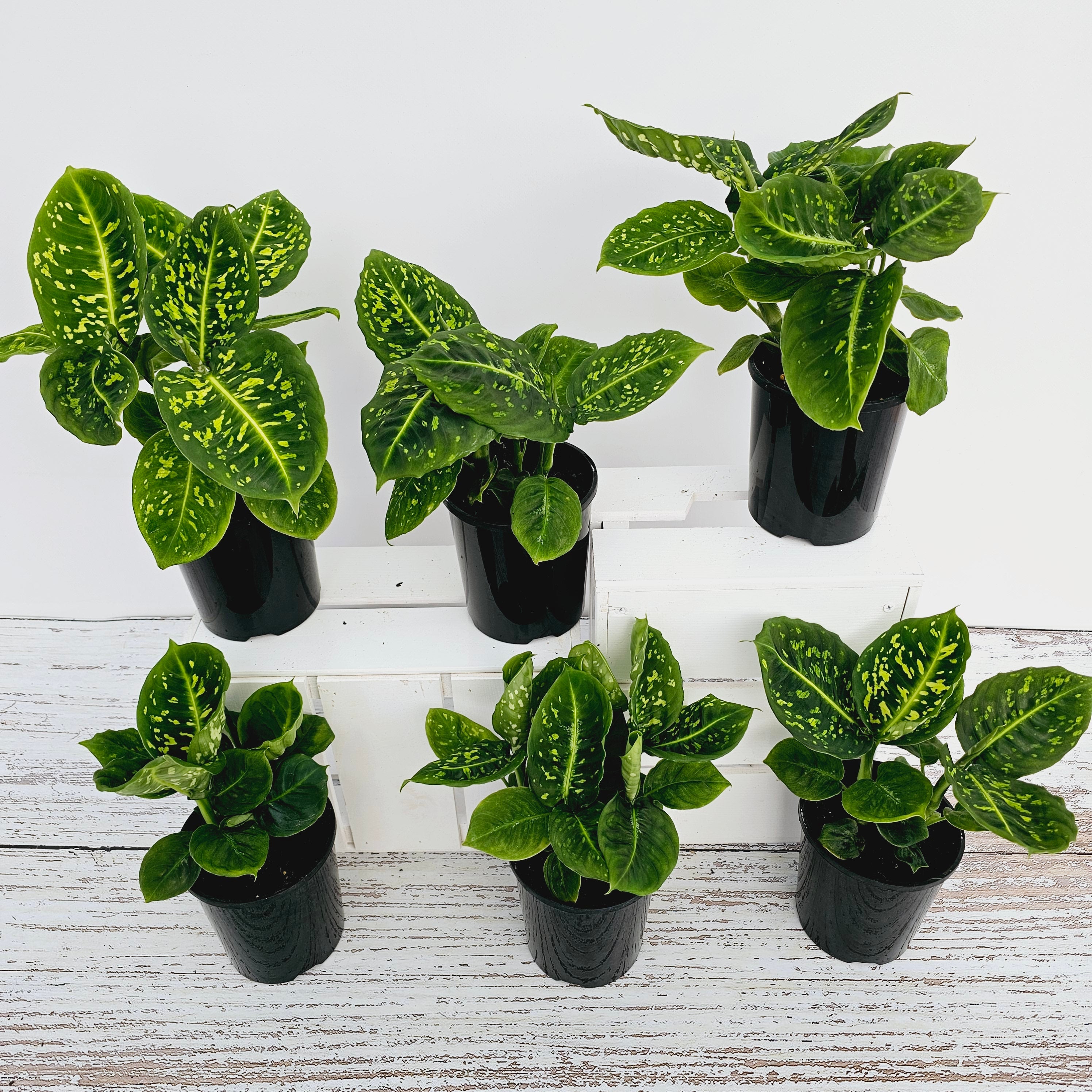 dieffenbachia maculata size Dieffenbachia maculata Reflector – Enliven Plants