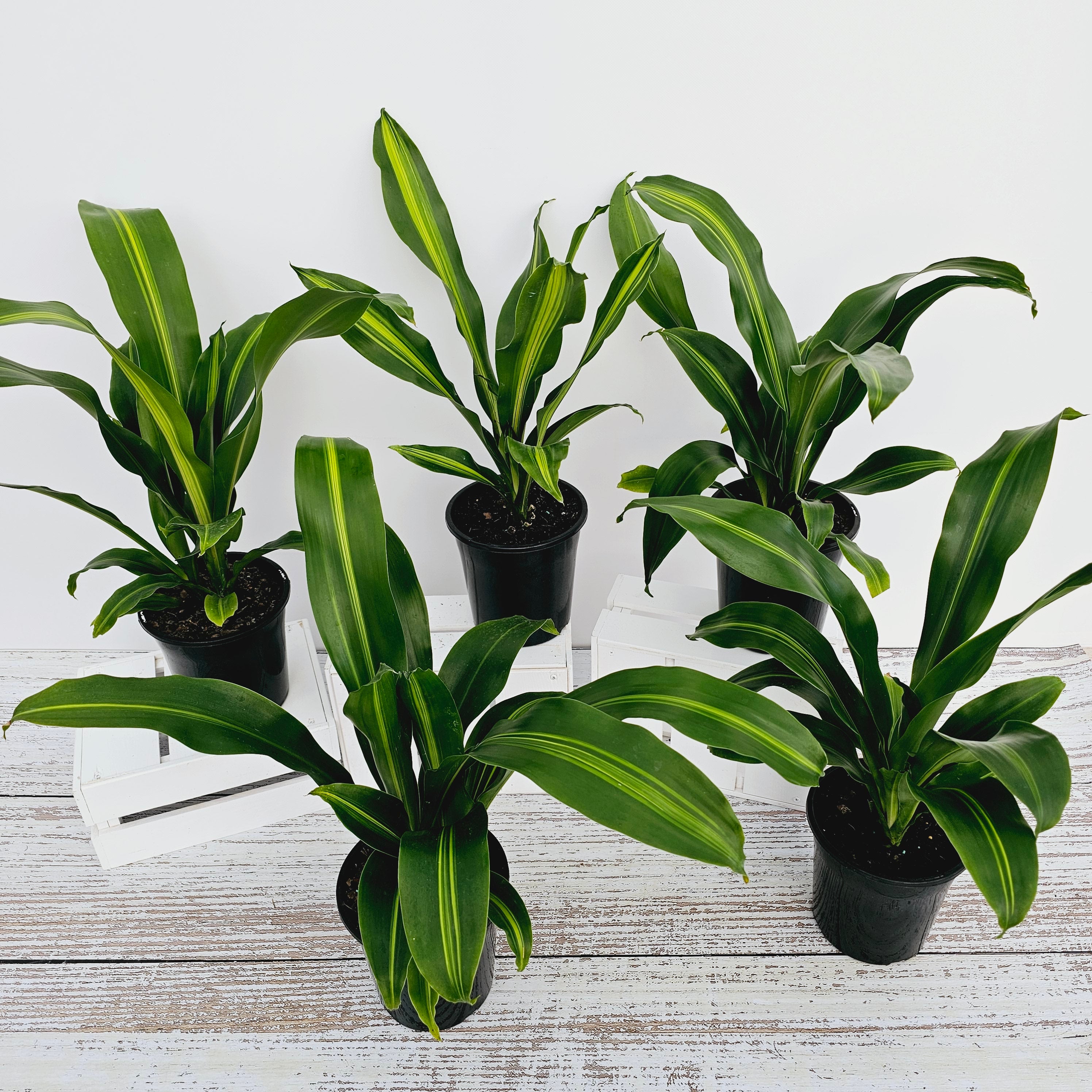 Dracaena fragrans Burley