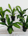 Dracaena fragrans Burley